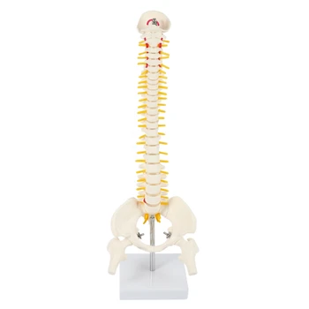 45 см Гъвкав Модел на гръбначния Стълб С Поясничным Свита 1: 1 За Възрастни, Модел Скелет на Човек С Межпозвоночным Диск, Модел на Таза, която да се Използва За Масаж, Йога